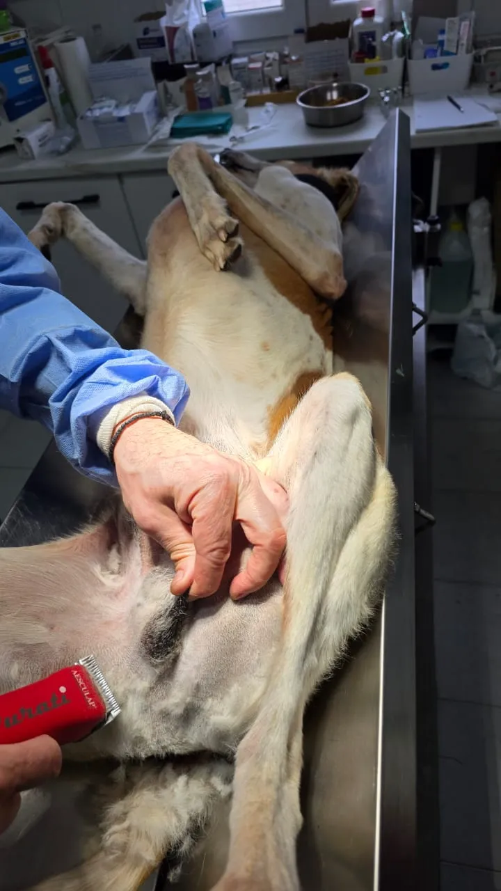 Kastrationsprojekt auf Rhodos – Tierärztlicher Einsatz 5