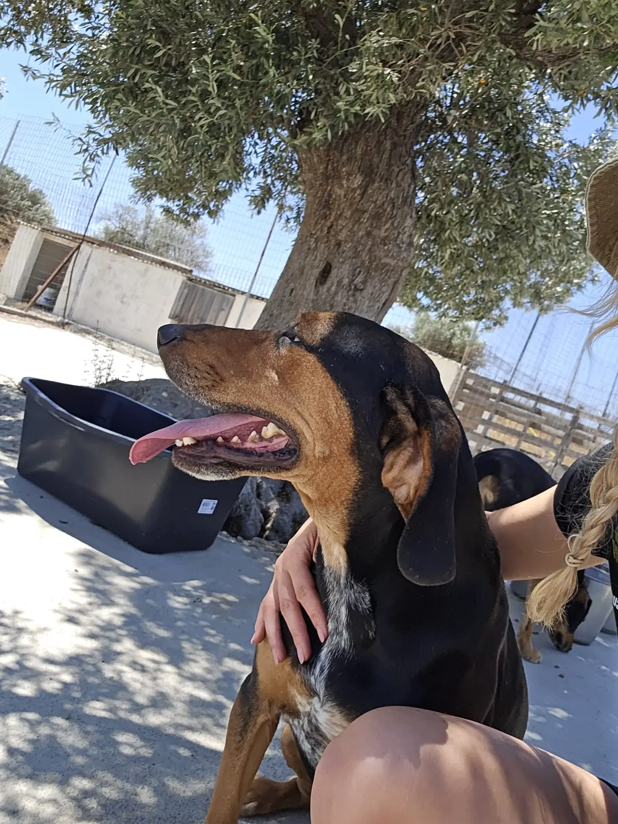Abschied von den Hunden in Gennadi