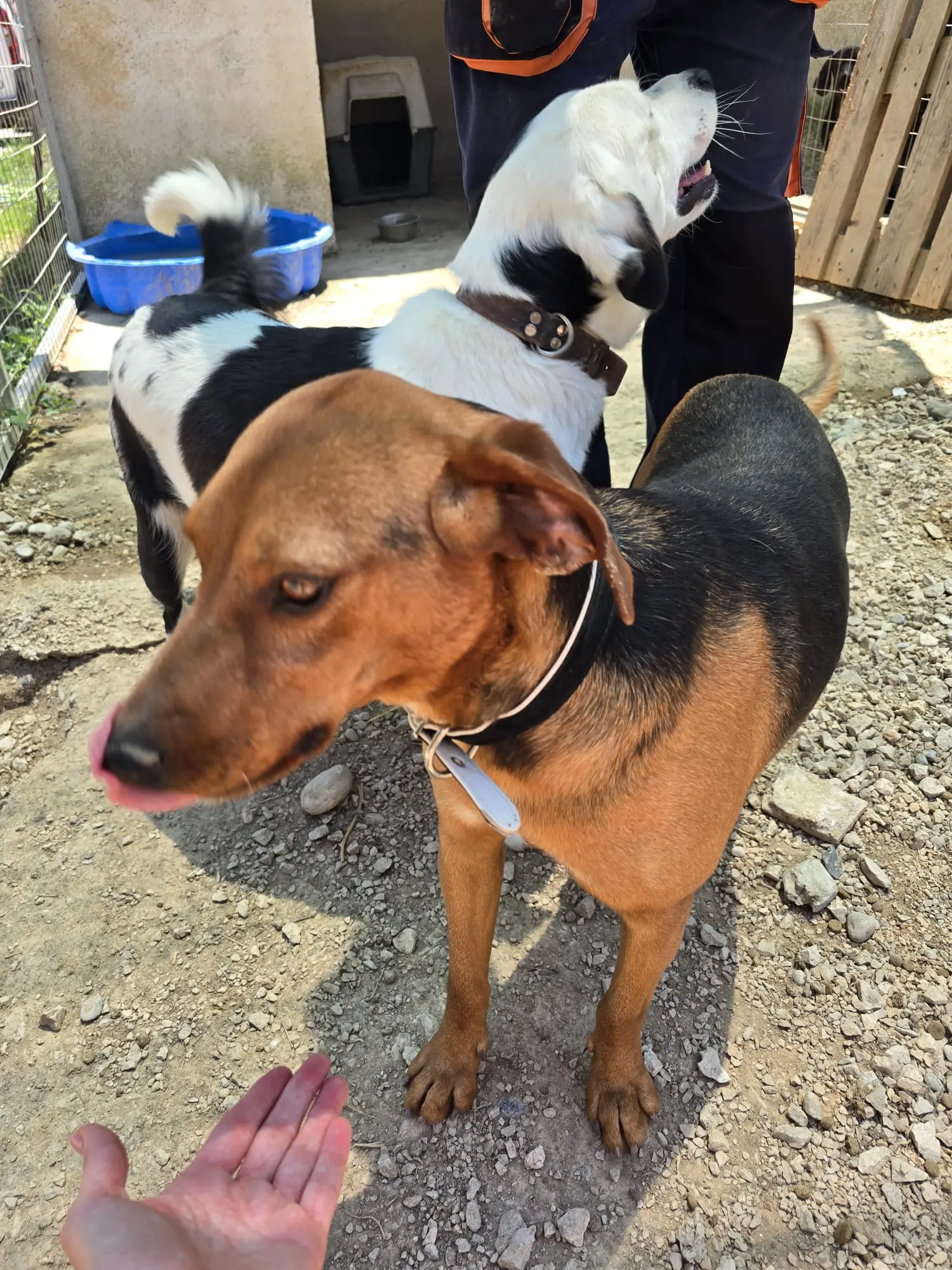 Hunde auf dem Grundstück in Gennadi