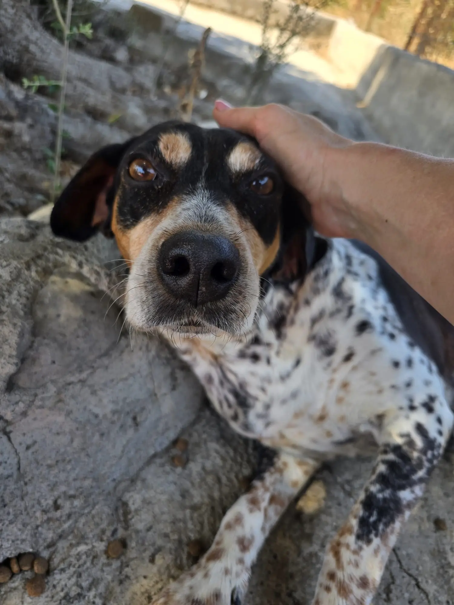 Hunde beim Spielen