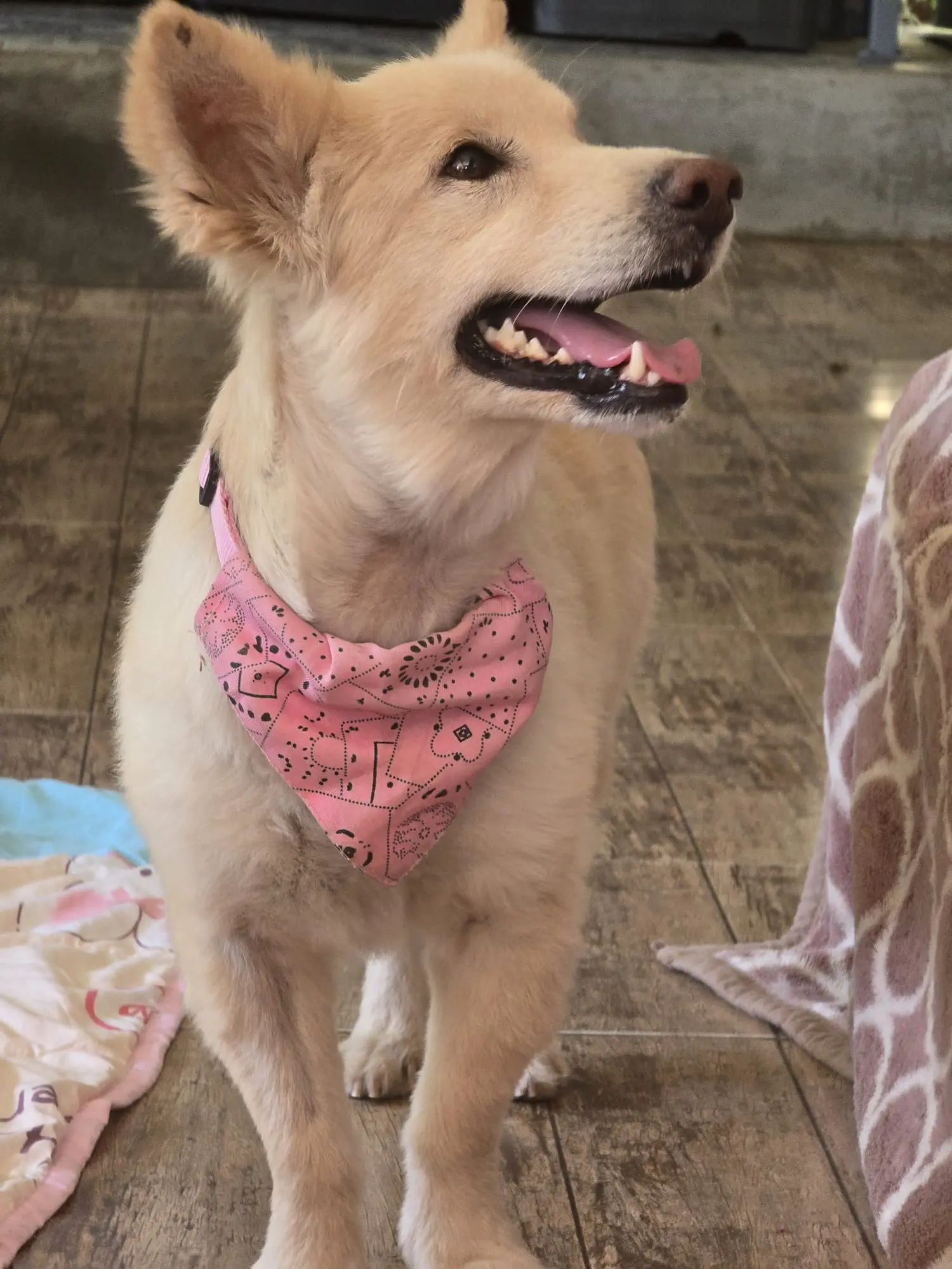 Besuch bei den Hunden auf Koh Kood