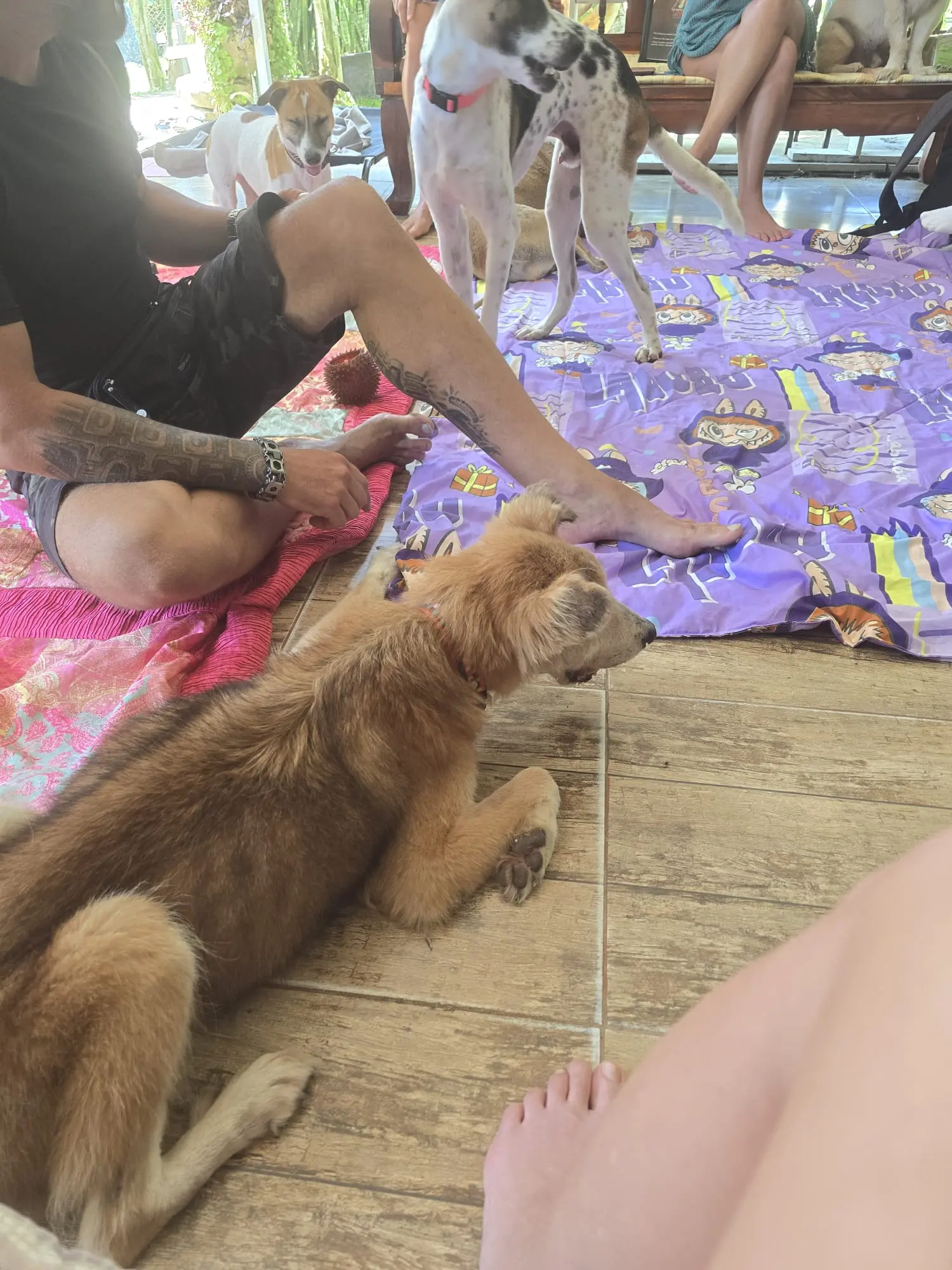 Sabai Dog – Blick über das Gelände