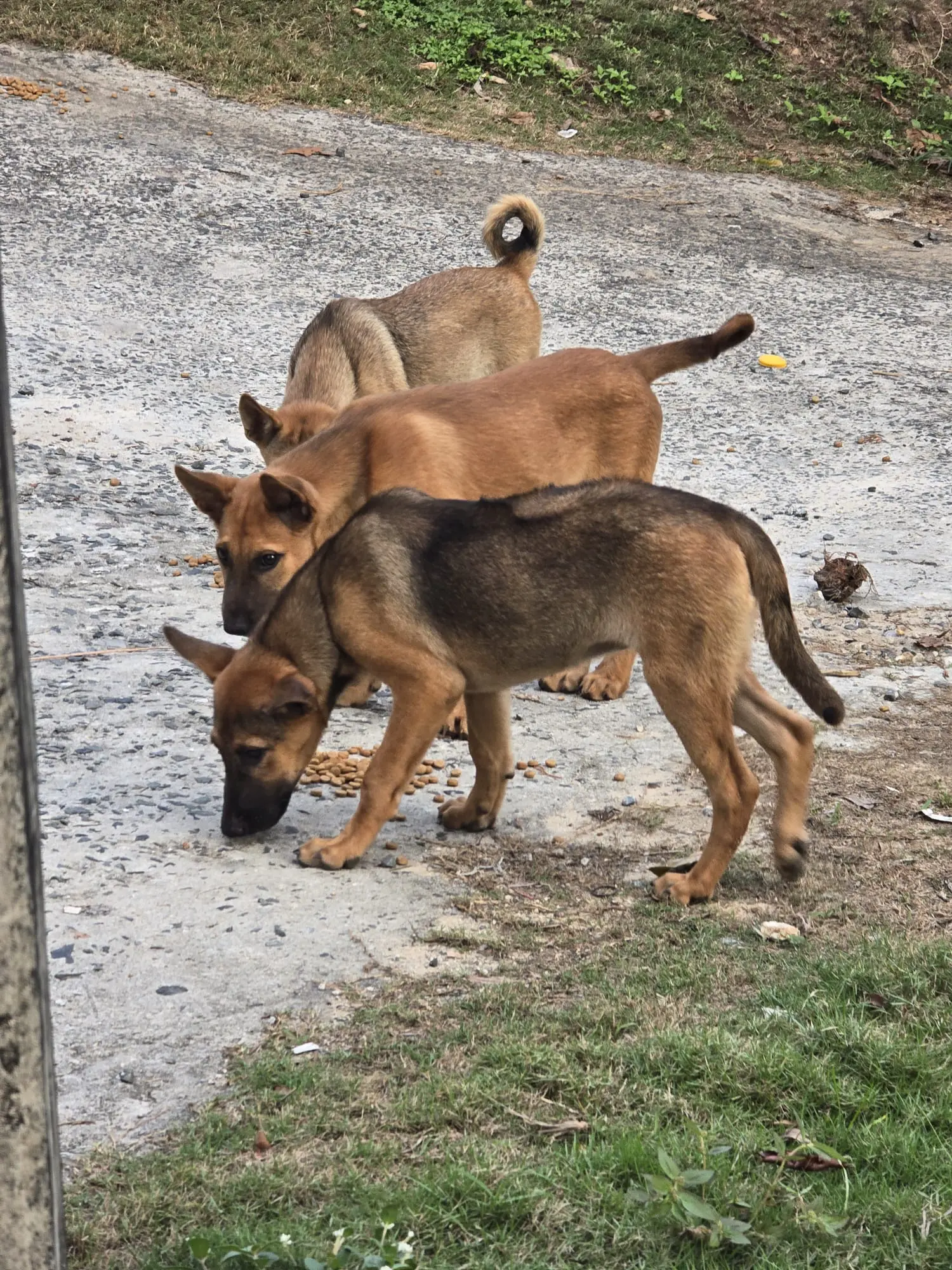 Hunde bei Sabai Dog